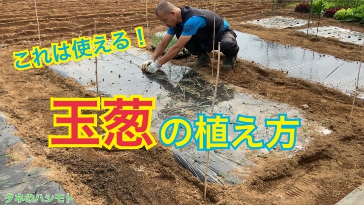 「玉ねぎの植え付け　簡単で楽に出来る作業を教えます！　タネのハシモト」