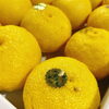 「徳島県産　「木頭ゆず」」