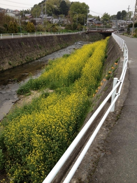 奈良県生駒市に流れる竜田川。もうすぐこんな感じに咲くでしょう。