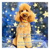「11月12月のお休みご案内★新潟市犬の保育園♪犬のトリミングHappyTail」