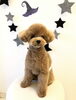 ぽんかんくん「Ｈappy Halloween ^o^」