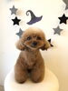 リルちゃん「Ｈappy　Halloween ^o^」