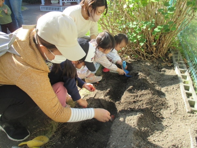 来年の春には、何色のチューリップが咲くのかな？「今日は、スペシャル企画「チューリップの球根を植えよう！」がありました」