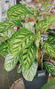 「インテリアにおすすめ♪ 観葉植物入荷しました！【越前市/花屋/生花/フラワーアレンジメント/ふるーれ・T】」