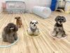 マテの練習中〜「ましゅまろ幼稚園🐾」