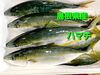 「○本日のお刺身○【島根県産】ハマチ、天然タイ」