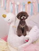 Happy　birthday　ノアくん「Anniversary photo　(*´ω｀*)」