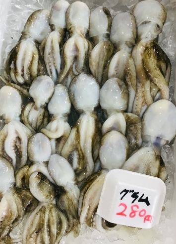 「魚魚市場鮮魚コーナーおすすめは「イイダコ・レンコ鯛」です♪」
