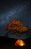 こだまの森の紅葉「こだまの森紅葉綺麗です」