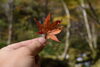 紅葉「今日は予約がなかったので」
