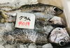 「魚魚市場鮮魚コーナーおすすめは「クロムツ・アラカブ」です♪」