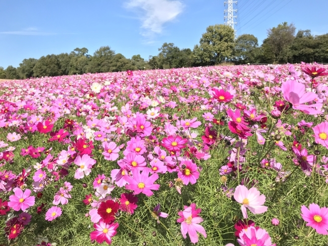 「⭐︎コスモス＆ジニア⭐︎【豊明・東郷・日進・長久手の地域情報はまいぷれでチェック！】」