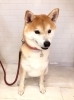 はじめましての「　小夏ちゃん　」「はじめまして(^-^)」