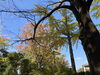 きらくやま公園「紅葉シーズン」