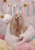 Happy birthday　リズくん「Anniversary photo　&　koniwanからのお知らせ　(*´ω｀*)」