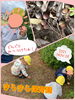 どんぐりあったよ！「どんぐりいーっぱい☆【交野市・小規模保育園】」