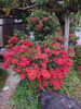 「紅葉見頃です」