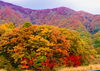 通勤中の紅葉「紅葉の季節☆」