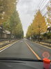 あともう少しで全体が黄色になりそう…♪「ラクセコイア【まいぷれ・西京区・南区・編集部】」