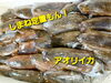 「○本日のお刺身○【しまね定置もん！】アオリイカ、ソウダガツオ」