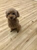 おすわりしてオヤツを待ちます　モコちゃん「ましゅまろ幼稚園　^o^」