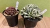 「テイクアウト専門店の多肉植物。」