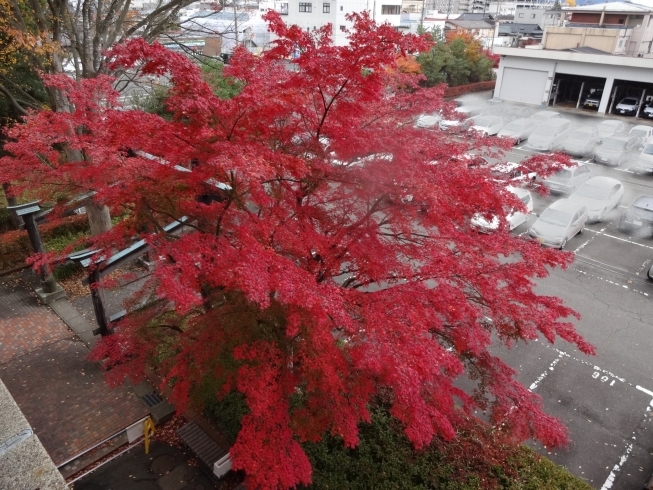 市役所脇のモミジ。見事な紅葉です。「分譲区画の紹介【　桜屋敷 №.63  】」
