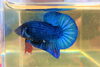 A blue halfmoon plakat「Teacher'sコーナー90号  How serious are you about your hobby?【蘇我駅近くの英会話教室】」
