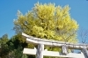 「紅葉を見に行こうよう♪（獅山八幡宮のイチョウ）」