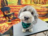 すっきりカット「☆知ってるの？☆【上鳥羽　南区吉祥院　トリミング　ペットサロン　どっぐさろんあきゅ】」