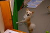 チッチちゃん「今日のお友達」