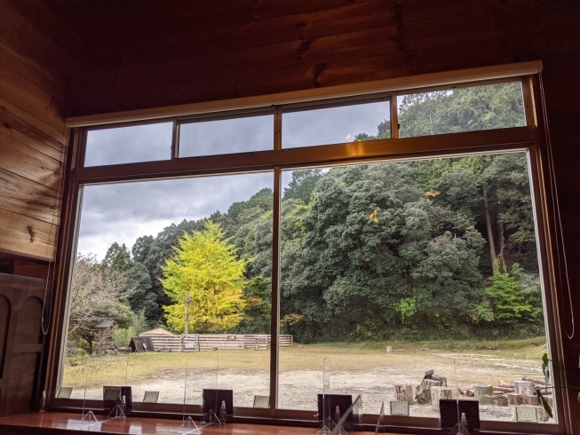 店内「奈良県御所市カフェ「Tsumugu」銀杏の木の紅葉が見頃を迎えてます。」