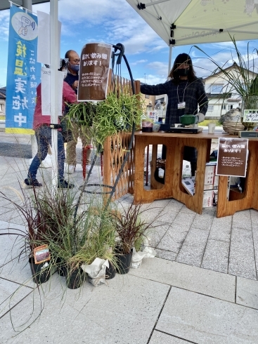 リプサリスなど吊り下げで楽しむグリーン「今日はカヤドウ！フリー出店！」