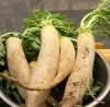 「【編集部ニュース】自家農園で採りたての野菜最高♪@てげてげ」