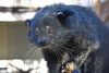 「ビントロングのルビーが福岡市動物園へ引っ越します。」