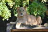 「ライオンのララがいしかわ動物園へ引っ越します。」