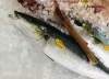 「魚魚市場鮮魚コーナーおすすめは「大鯛・カマス」です♪」