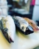 「お魚入荷ですよ」