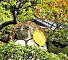 「【編集部ニュース】京都･城下町伏見の狸寺『西運寺(さいうんじ)』を紹介します‼　＠京ちゃんの伏見ヒストリー日記 　 　」