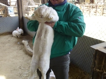 日本白色種秋田改良種のジャンボウサギ。大きすぎですね。びっくりしました。<br>動物と触れ合えるのもいいですね。