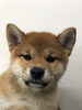 柴犬仔犬　女の子^_^「柴犬仔犬情報(^.^)」