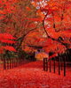 「紅葉狩り #福岡#大野城歯科#おすすめ#秋のおすすめ#紅葉#もみじ#紅葉狩り」