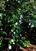 白の山茶花、なんだか気持ちも華やかになりました「今日の言葉&一言メッセージ」