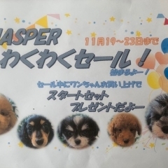 JASPERわくわくセール！！