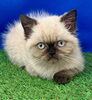 とっても可愛いエキゾチック・ショートヘア！「新しくネコちゃんがリアンに仲間入り(^▽^)/」