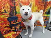 わかってるよ「☆次これね☆【上鳥羽　南区吉祥院　トリミング　ペットサロン　どっぐさろんあきゅ】」