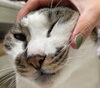 「とあるスタッフの猫好き事情。」
