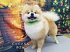 立ち姿が凛々しい「☆臭い確認させてー☆【上鳥羽　南区吉祥院　トリミング　ペットサロン　どっぐさろんあきゅ】」