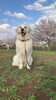 「雪丸くん、警察犬目指して訓練中〜☆」