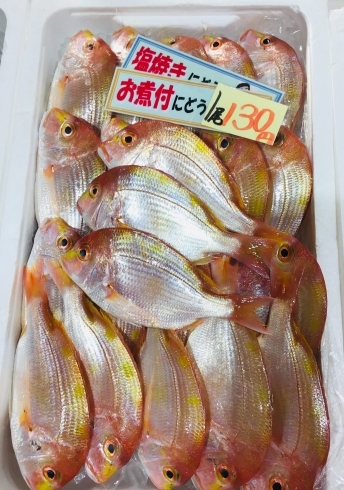 「魚魚市場鮮魚コーナーおすすめは「ハガツオ・レンコ鯛」です♪」